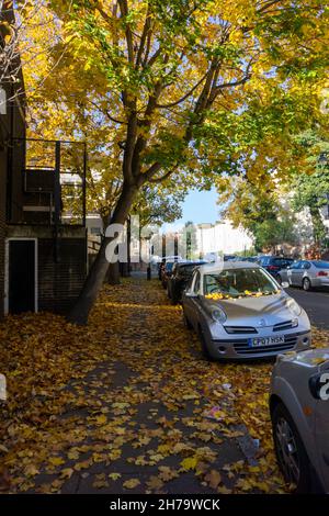 Autumnal Norway Maple, London, UK Stock Photo