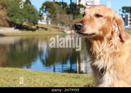 A female Golden Retriever walks in nature, has fun in the sun, plays with a tree branch. Stock Photo