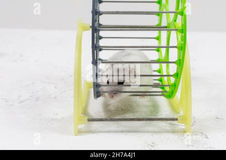 A cute white pet - Dzungarian hamster sits in a cage and looks. Stock Photo