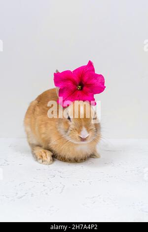 Ginger rabbit with a pink flower on a white background. The basis for the postcard. Stock Photo