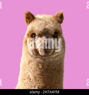 Cute young alpaca. Llama portrait on pink background. Stock Photo
