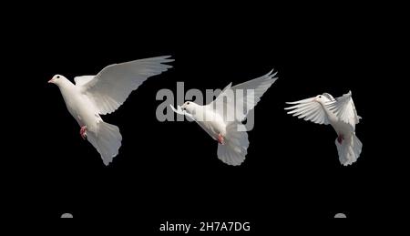 white doves in flight isolated on black background Stock Photo