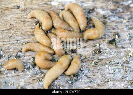 slugs in the farmer's garden. A large cluster of Gastropoda slugs hiding next to a vegetable patch in the garden. Pests of slugs that spoil the harvest of plants and fruits. Stock Photo