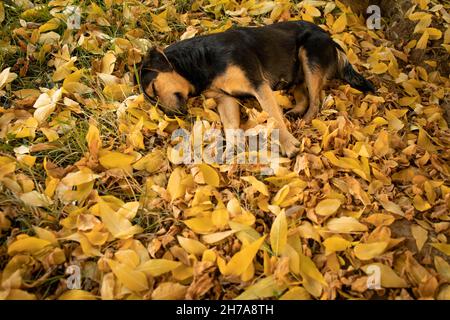 Cute stray dog sleeping on the leaves in the park. Stock Photo