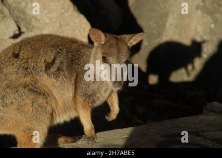 Allied rock wallaby in the wild on Magnetic Island, Queensland, Australia Stock Photo