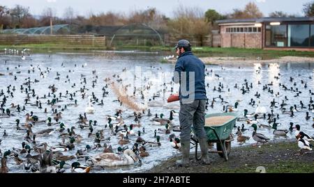 Warden feeding the ducks, swans and geese at Slimbridge Wetland Centre in Slimbridge, Gloucestershire, UK on 17 November 2021 Stock Photo