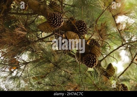 Fruiting Cones of the Monterey pine / Pinus Radiata Stock Photo