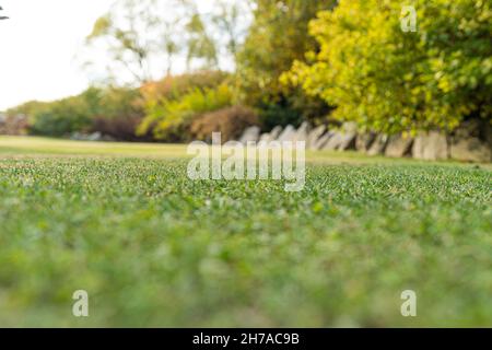 Lawn in the ornamental garden for long relaxation Stock Photo