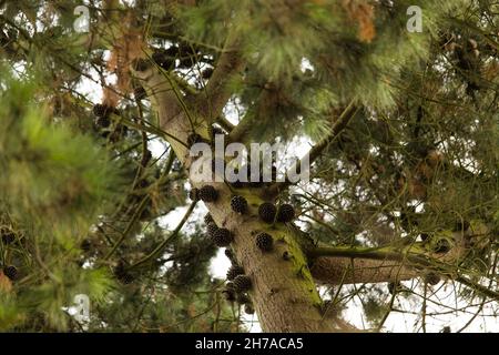 Monterey pine / Pinus Radiata Stock Photo