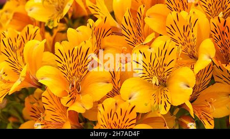 Close up of flowers of Alstroemeria 'Golden Delight' in summer