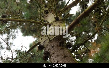 Monterey pine / Pinus Radiata Stock Photo