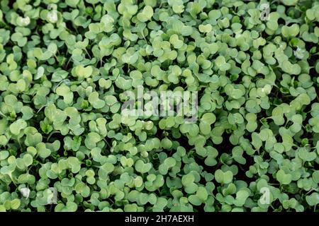 Mustard plants grown to produce seeds or leaves of green manure Stock Photo
