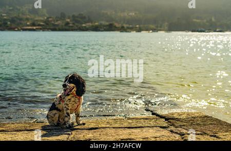A beautiful view of a Cocker Spaniel dog sitting by the lake Stock Photo
