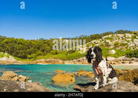 A beautiful view of a black and white cocker spaniel on a beach Stock Photo