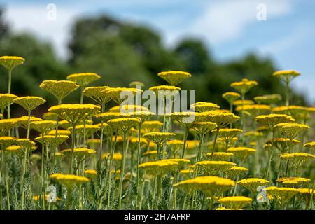 Massed display of Achillea filipendulina ‘Cloth Of Gold’ in a garden in summer Stock Photo