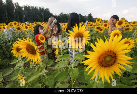 Lopburi, Thailand. 21st Nov, 2021. Teenagers take pictures at a sunflower field during their visit in Lopburi province, north of Bangkok. Credit: SOPA Images Limited/Alamy Live News Stock Photo