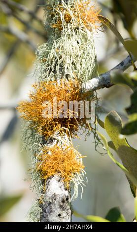 Two distinctively different species of lichen, one pale green and one vivid orange, growing on branch of coastal tree in Australia Stock Photo