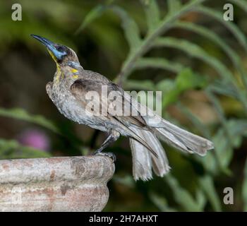 Little Friarbird, Philemon citreogularis, at a garden bird bath against a background of ferns, in Australia Stock Photo