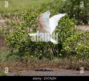 Royal Spoonbill, Platalea regia, in flight across mudflats of coastal wetlands and mangroves in Australia Stock Photo