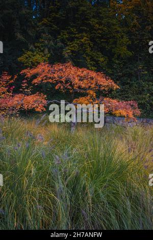 Red-leafed bonsai tree in japanese garden on a autumn landscape background Stock Photo