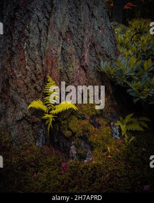 Sword Ferns Growing Out of an bark tree covered with moss on a autumn landscape background Stock Photo