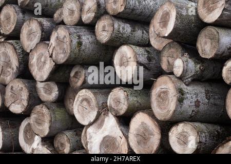Close-up of a wood pile. Stock Photo