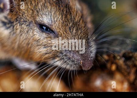 Field mouse (Apodemus sylvaticus), also wood mouse: close up of head with whiskers, and nose / snout, photographed in a garden in Surrey, SE England Stock Photo