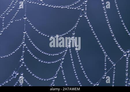 Spider web with strings of dewy pearls isolated on blue background. Stock Photo