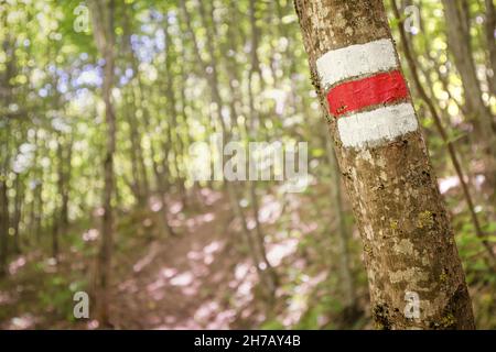 Hiking trail in a dense forest with a paint mark on a tree. Infrastructure of paths in the national and natural park Stock Photo