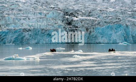 Zodiacs heading to the front face of the Bredegletcher, Vikingebugt Inlet, Scoresby Sund, Greenland Stock Photo