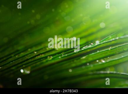 Raindrops on a green tropical palm. Natural background Stock Photo