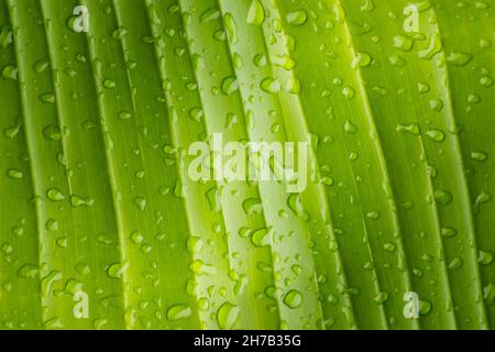 Raindrops on a banana tree leaf. Summer background, nature Stock Photo