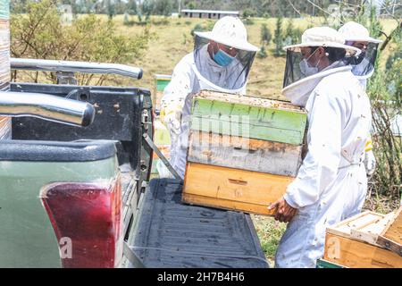 Two male beekeepers upload honeycombs to a van for transport Stock Photo