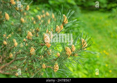 Blooming pine with pollen and young cones on branches in spring Stock Photo