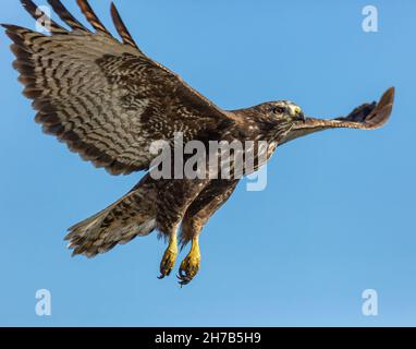 Immature Red-tailed hawk dark morph(harlans) ascending in flight Colorado, USA Stock Photo