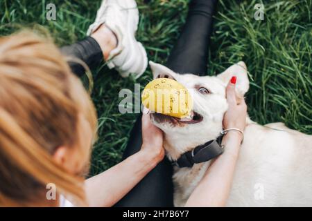 Close-up portrait of a Labrador holding a rubber ball in his mouth. Morning workouts. Top view. Woman's hands Stock Photo