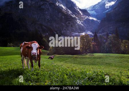 Funny Swiss cow posing in the most beautiful pasture on earth, located under the imposing Oberer Grindelwaldgletscher, near Grindelwald, Switzerland Stock Photo