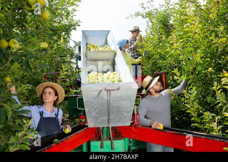 Farmers working on harvesting platform Stock Photo