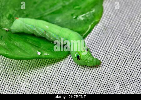 Big green tomato hornworm caterpillar on white background Stock Photo