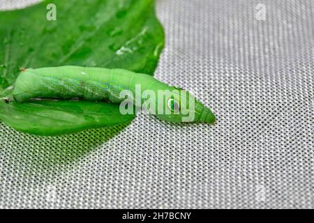 Big green tomato hornworm caterpillar on white background Stock Photo