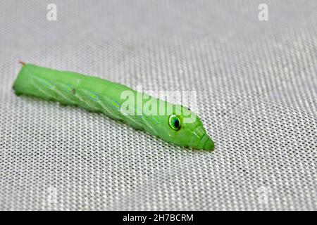 Big green tomato hornworm caterpillar on white background Stock Photo