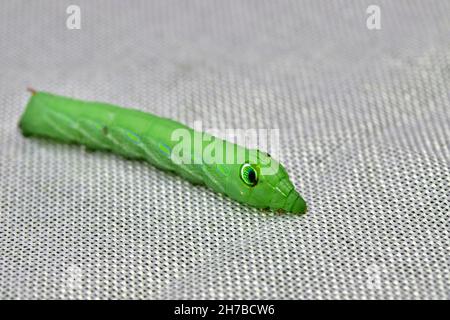 Big green tomato hornworm caterpillar on white background Stock Photo