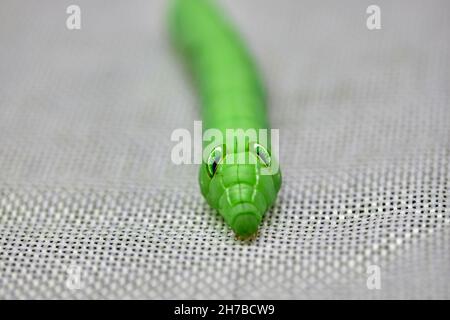 Big green tomato hornworm caterpillar on white background Stock Photo