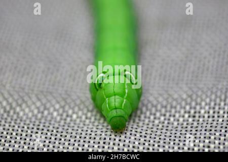 Big green tomato hornworm caterpillar on white background Stock Photo