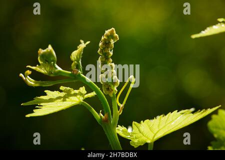 Flower bud on Sultana grape vine already showing basic shape of the bung that will develop after flowerng. Stock Photo