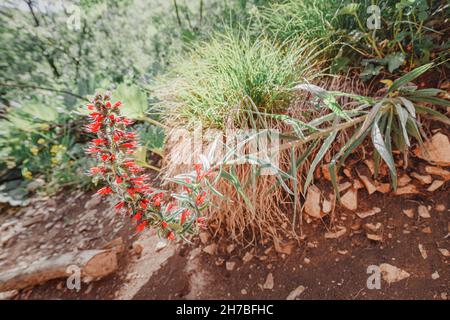 Echium russicum or Russian Bugloss flowering plant on a side of a hiking path in Caucasus Stock Photo