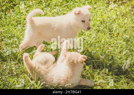 Two cute white fluffy puppies are playing and fighting on the green grass in the park. Stock Photo