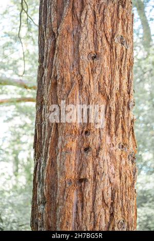 Big trunk of a Sequoiadendron giganteum - majestic tree from North America in botanical garden Stock Photo
