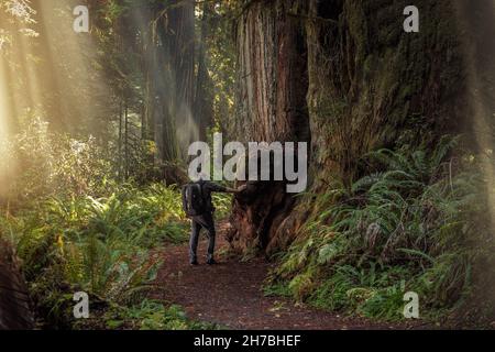 Redwood Forest Backpacking. Caucasian Hiker in His 40s Exploring Ancient California Redwood Forest near Crescent City, Unites States of America. Stock Photo