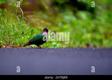 beautiful bird Common emerald dove, asian emerald dove or grey-capped emerald dove, standing on the ground Stock Photo